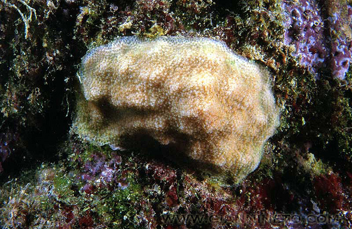 Cellepora pumicosa